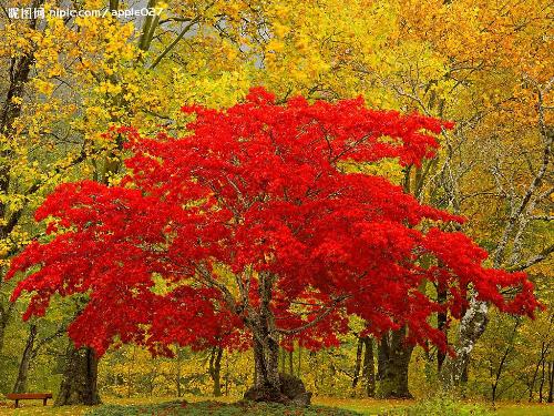 《芳香唐诗》之五十一 枫树——停车坐爱枫林晚-银河悦读