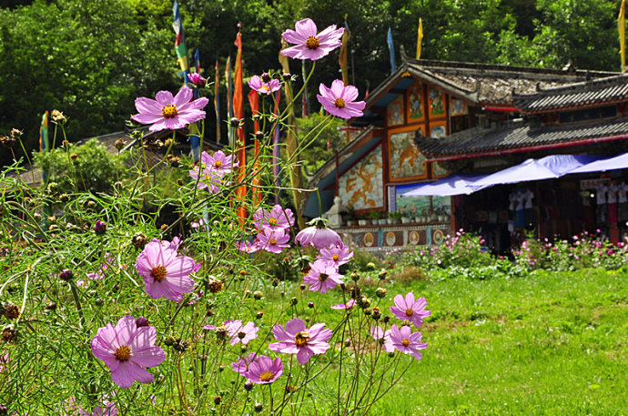 高原格桑花